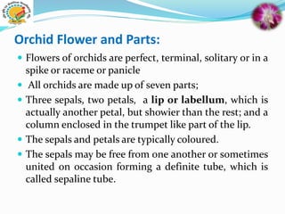 Orchid Flower and Parts:
 Flowers of orchids are perfect, terminal, solitary or in a
spike or raceme or panicle
 All orchids are made up of seven parts;
 Three sepals, two petals, a lip or labellum, which is
actually another petal, but showier than the rest; and a
column enclosed in the trumpet like part of the lip.
 The sepals and petals are typically coloured.
 The sepals may be free from one another or sometimes
united on occasion forming a definite tube, which is
called sepaline tube.
 