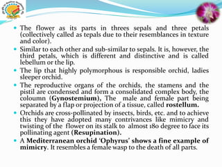  The flower as its parts in threes sepals and three petals
(collectively called as tepals due to their resemblances in texture
and color).
 Similar to each other and sub-similar to sepals. It is, however, the
third petals, which is different and distinctive and is called
lebellum or the lip.
 The lip that highly polymorphous is responsible orchid, ladies
sleeper orchid.
 The reproductive organs of the orchids, the stamens and the
pistil are condensed and form a consolidated complex body, the
coloumn (Gynostemium), The male and female part being
separated by a flap or projection of a tissue, called rostellum.
 Orchids are cross-pollinated by insects, birds, etc. and to achieve
this they have adopted many contrivances like mimicry and
twisting of the flower on its stalk to almost 180 degree to face its
pollinating agent (Resupination).
 A Mediterranean orchid ‘Ophyrus’ shows a fine example of
mimicry. It resembles a female wasp to the death of all parts.
 
