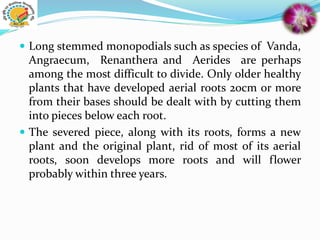  Long stemmed monopodials such as species of Vanda,
Angraecum, Renanthera and Aerides are perhaps
among the most difficult to divide. Only older healthy
plants that have developed aerial roots 20cm or more
from their bases should be dealt with by cutting them
into pieces below each root.
 The severed piece, along with its roots, forms a new
plant and the original plant, rid of most of its aerial
roots, soon develops more roots and will flower
probably within three years.
 