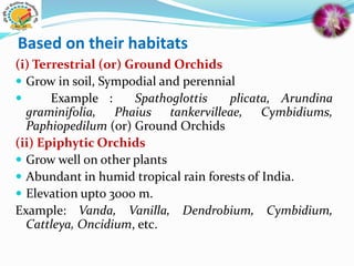 Based on their habitats
(i) Terrestrial (or) Ground Orchids
 Grow in soil, Sympodial and perennial
 Example : Spathoglottis plicata, Arundina
graminifolia, Phaius tankervilleae, Cymbidiums,
Paphiopedilum (or) Ground Orchids
(ii) Epiphytic Orchids
 Grow well on other plants
 Abundant in humid tropical rain forests of India.
 Elevation upto 3000 m.
Example: Vanda, Vanilla, Dendrobium, Cymbidium,
Cattleya, Oncidium, etc.
 