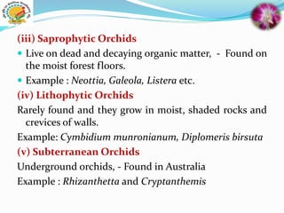 (iii) Saprophytic Orchids
 Live on dead and decaying organic matter, - Found on
the moist forest floors.
 Example : Neottia, Galeola, Listera etc.
(iv) Lithophytic Orchids
Rarely found and they grow in moist, shaded rocks and
crevices of walls.
Example: Cymbidium munronianum, Diplomeris birsuta
(v) Subterranean Orchids
Underground orchids, - Found in Australia
Example : Rhizanthetta and Cryptanthemis
 