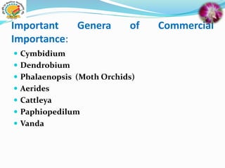 Important Genera of Commercial
Importance:
 Cymbidium
 Dendrobium
 Phalaenopsis (Moth Orchids)
 Aerides
 Cattleya
 Paphiopedilum
 Vanda
 