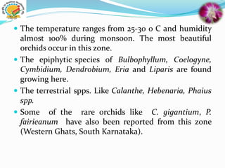  The temperature ranges from 25-30 o C and humidity
almost 100% during monsoon. The most beautiful
orchids occur in this zone.
 The epiphytic species of Bulbophyllum, Coelogyne,
Cymbidium, Dendrobium, Eria and Liparis are found
growing here.
 The terrestrial spps. Like Calanthe, Hebenaria, Phaius
spp.
 Some of the rare orchids like C. gigantium, P.
fairieanum have also been reported from this zone
(Western Ghats, South Karnataka).
 