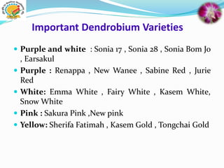 Important Dendrobium Varieties
 Purple and white : Sonia 17 , Sonia 28 , Sonia Bom Jo
, Earsakul
 Purple : Renappa , New Wanee , Sabine Red , Jurie
Red
 White: Emma White , Fairy White , Kasem White,
Snow White
 Pink : Sakura Pink ,New pink
 Yellow: Sherifa Fatimah , Kasem Gold , Tongchai Gold
 