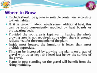 Where to Grow
 Orchids should be grown in suitable containers according
to their habitat.
 If it is grown indoor needs some additional heat, this
can be most conveniently supplied by heat boards or
propagating beds.
 Provided the root area is kept warm, heating the whole
growing area is not required; quite often there is enough
radiant heat for the remainder of the plant.
 Inside most houses, the humidity is lower than most
orchids appreciate.
 This can be increased by growing the plants on a tray of
gravel with water kept to a level just below the surface of
the gravel.
 Plants in pots standing on the gravel will benefit from the
rising humidity.
 