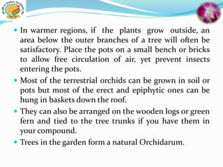  In warmer regions, if the plants grow outside, an
area below the outer branches of a tree will often be
satisfactory. Place the pots on a small bench or bricks
to allow free circulation of air, yet prevent insects
entering the pots.
 Most of the terrestrial orchids can be grown in soil or
pots but most of the erect and epiphytic ones can be
hung in baskets down the roof.
 They can also be arranged on the wooden logs or green
fern and tied to the tree trunks if you have them in
your compound.
 Trees in the garden form a natural Orchidarum.
 