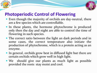 Photoperiodic Control of Flowering
 Even though the majority of orchids are day-neutral, there
are a few species which are controllable.
 In these plants, the hormone phytochrome is produced
only then the day and night are able to control the time of
flowering in such species.
 The correct ratio between the light an dark periods and in
some cases, the correct temperature also initiate the
production of phytochrome, which is a protein acting as an
enzyme.
 In general, orchids grow best in diffused light but there are
certain orchids which grow well in high light.
 We should give our plants as much light as possible
provided the roots stay moist and cool.
 