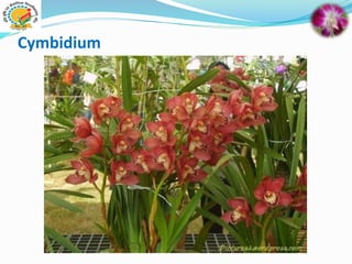 Cymbidium
 