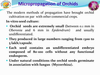 Micropropagation of Orchids
The modern methods of propagation have brought orchid
cultivation on par with other commercial crops.
In-vitro seed culture:
 Orchid seeds are extremely small (between 0.1 mm in
Oberonia and 6 mm in Epidendrum) and usually
undifferentiated.
 They produced in large numbers ranging from 1300 to
5 lakh/capsule.
 Each seed contains an undifferentiated embryo
composed of 80-100 cells without any functional
endosperm.
 Under natural conditions the orchid seeds germinate
in association with fungus (Mycorrhiza).
 
