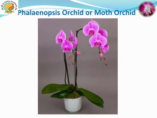 Phalaenopsis Orchid or Moth Orchid
 