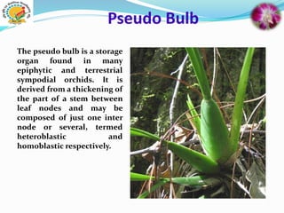 Pseudo Bulb
The pseudo bulb is a storage
organ found in many
epiphytic and terrestrial
sympodial orchids. It is
derived from a thickening of
the part of a stem between
leaf nodes and may be
composed of just one inter
node or several, termed
heteroblastic and
homoblastic respectively.
 
