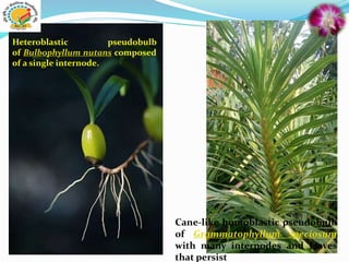 Heteroblastic pseudobulb
of Bulbophyllum nutans composed
of a single internode.
Cane-like homoblastic pseudobulb
of Grammatophyllum speciosum
with many internodes and leaves
that persist
 