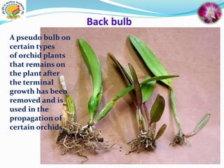 Back bulb
A pseudo bulb on
certain types
of orchid plants
that remains on
the plant after
the terminal
growth has been
removed and is
used in the
propagation of
certain orchids.
 