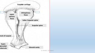 supra
spinous
fossa
infraspinous
fossa
Scapular cartilage
Scapular spine
tuber. Scapular spine
Supra
glenoidal
tubercule
neck of scapula
Glenoid cavity
Dr. YAHIMI A. ISV BLIDA 1
 