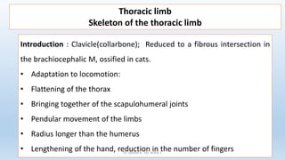 Introduction : Clavicle(collarbone); Reduced to a fibrous intersection in
the brachiocephalic M, ossified in cats.
• Adaptation to locomotion:
• Flattening of the thorax
• Bringing together of the scapulohumeral joints
• Pendular movement of the limbs
• Radius longer than the humerus
• Lengthening of the hand, reduction in the number of fingers
Thoracic limb
Skeleton of the thoracic limb
Dr. YAHIMI A. ISV BLIDA 1
 
