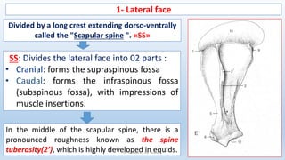 1- Lateral face
Divided by a long crest extending dorso-ventrally
called the "Scapular spine ". «SS»
SS: Divides the lateral face into 02 parts :
Cranial: forms the supraspinous fossa
• Caudal: forms the infraspinous fossa
(subspinous fossa), with impressions of
muscle insertions.
In the middle of the scapular spine, there is a
pronounced roughness known as the spine
tuberosity(2’), which is highly developed in equids.
Dr. YAHIMI A. ISV BLIDA 1
 