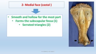 2- Medial face (costal )
• Smooth and hollow for the most part
• Forms the subscapular fossa (1)
• Serrated triangles (2)
2 2
1
Dr. YAHIMI A. ISV BLIDA 1
 