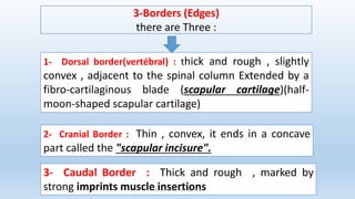 3-Borders (Edges)
there are Three :
1- Dorsal border(vertébral) : thick and rough , slightly
convex , adjacent to the spinal column Extended by a
fibro-cartilaginous blade (scapular cartilage)(half-
moon-shaped scapular cartilage)
2- Cranial Border : Thin , convex, it ends in a concave
part called the "scapular incisure".
3- Caudal Border : Thick and rough , marked by
strong imprints muscle insertions
Dr. YAHIMI A. ISV BLIDA 1
 