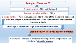 4- Angles : There are 03
1- Angle cranial : Thin and flattened
2- Angle caudal or axillary : Thick
3- Angle ventral : Very thick, connected to the rest of the bone by a neck , and
it forms the only true joint between the scapula and another bone in most
domestic animals
This angle is carved by a large elliptical articular surface
Glenoid cavity : receives head of humerus
This cavity is indented in its cranio-medial part by a rough depression
called the "glenoidal incision".
Dr. YAHIMI A. ISV BLIDA 1
 