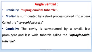 Angle ventral :
• Cranially: "supraglenoidal tubercle".
• Medial: is surmounted by a short process curved into a beak
Called the "coracoid process".
• Caudally: The cavity is surmounted by a small, less
prominent and less wide tubercle called the "infraglenoidal
tubercle"
Dr. YAHIMI A. ISV BLIDA 1
 