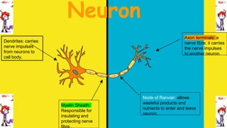 Neuron
Dendrites: carries
nerve impulses
from neurons to
cell body.
Axon terminals: a
nerve fibre; it carries
the nerve impulses
to another neuron.
Node of Ranvier: allows
wasteful products and
nutrients to enter and leave
neuron.
Myelin Sheath:
Responsible for
insulating and
protecting nerve
fibre.
 