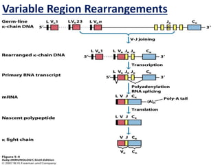 Vj Rearrangement V(D)J rearrangements and Antigen Antibody interactions | PPTX