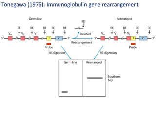 V(D)J rearrangements and Antigen Antibody interactions | PPTX