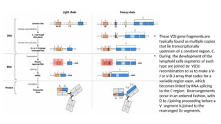 Lies Rearranged VDJ_Recombination_Antigen Variation system | PPTX