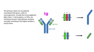 VDJ_Recombination_Antigen Variation system | PPTX