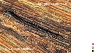 300 видов животных
500 видов растений
 