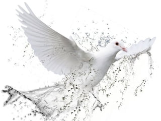 Dove with water
 
