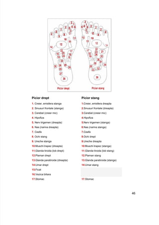 Pi P
1.
2.
3.
4.
5.
6.
7.
8.
9.
10 0
11 1
12 2
13 3
14 4
15
cior drept icior stang
Creier, emisfera stanga 1.Creier, emisfera dreapta
Sinusuri frontale (stanga) 2.Sinusuri frontale (dreapta)
Cerebel (creier mic) 3.Cerebel (creier mic)
Hipofiza 4.Hipofiza
Nerv trigemen (dreapta) 5.Nerv trigemen (stanga)
Nas (narina dreapta) 6.Nas (narina stanga)
Ceafa 7.Ceafa
Ochi stang 8.Ochi drept
Ureche stanga 9.Ureche dreapta
.Muschi trapez (dreapta) 1 .Muschi trapez (stanga)
.Glanda tiroida (lob drept) 1 .Glanda tiroida (lob stang)
.Plaman drept 1 .Plaman stang
.Glande paratiroide (dreapta) 1 .Glande paratiroide (stanga)
.Umar drept 1 .Umar stang
.Ficat
16.Vezica biliara
17 7
.Stomac 1 .Stomac
46
 