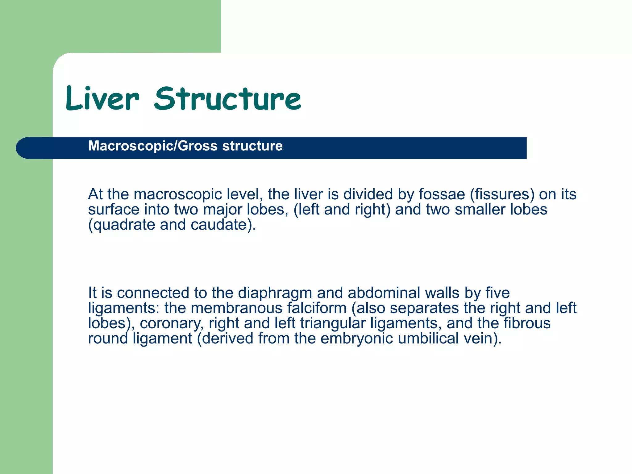 Liver Structure
 Macroscopic/Gross structure
At the macroscopic level, the liver is divided by fossae (fissures) on its
surface into two major lobes, (left and right) and two smaller lobes
(quadrate and caudate).
It is connected to the diaphragm and abdominal walls by five
ligaments: the membranous falciform (also separates the right and left
lobes), coronary, right and left triangular ligaments, and the fibrous
round ligament (derived from the embryonic umbilical vein).
 