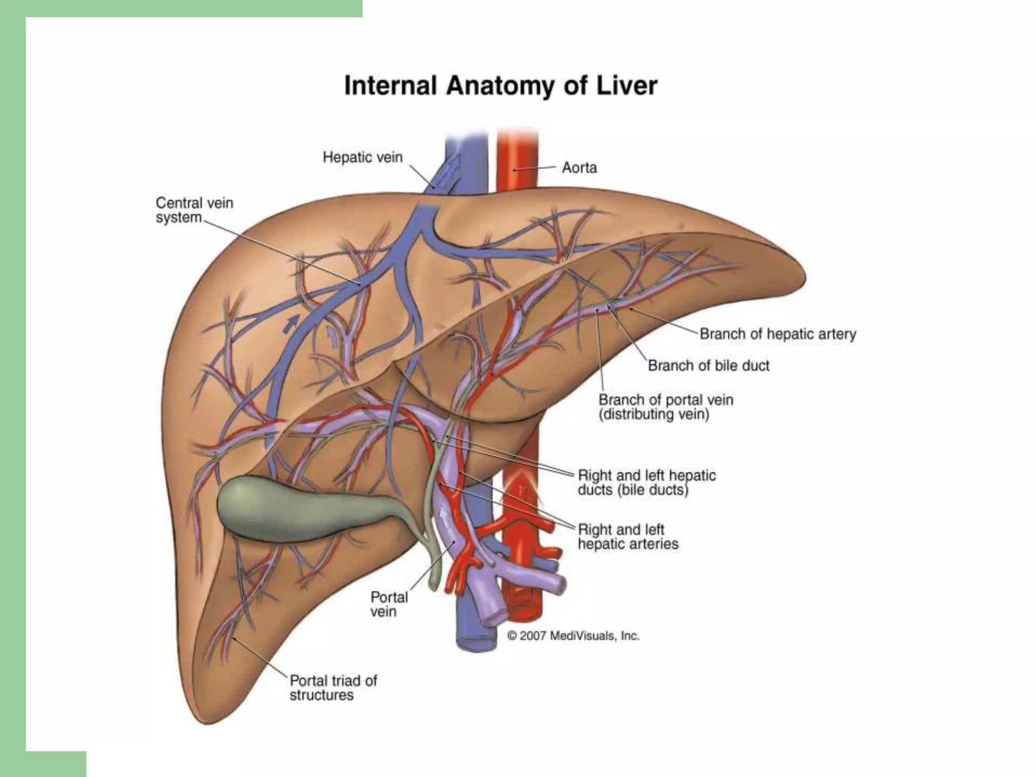 Liver Structure
 