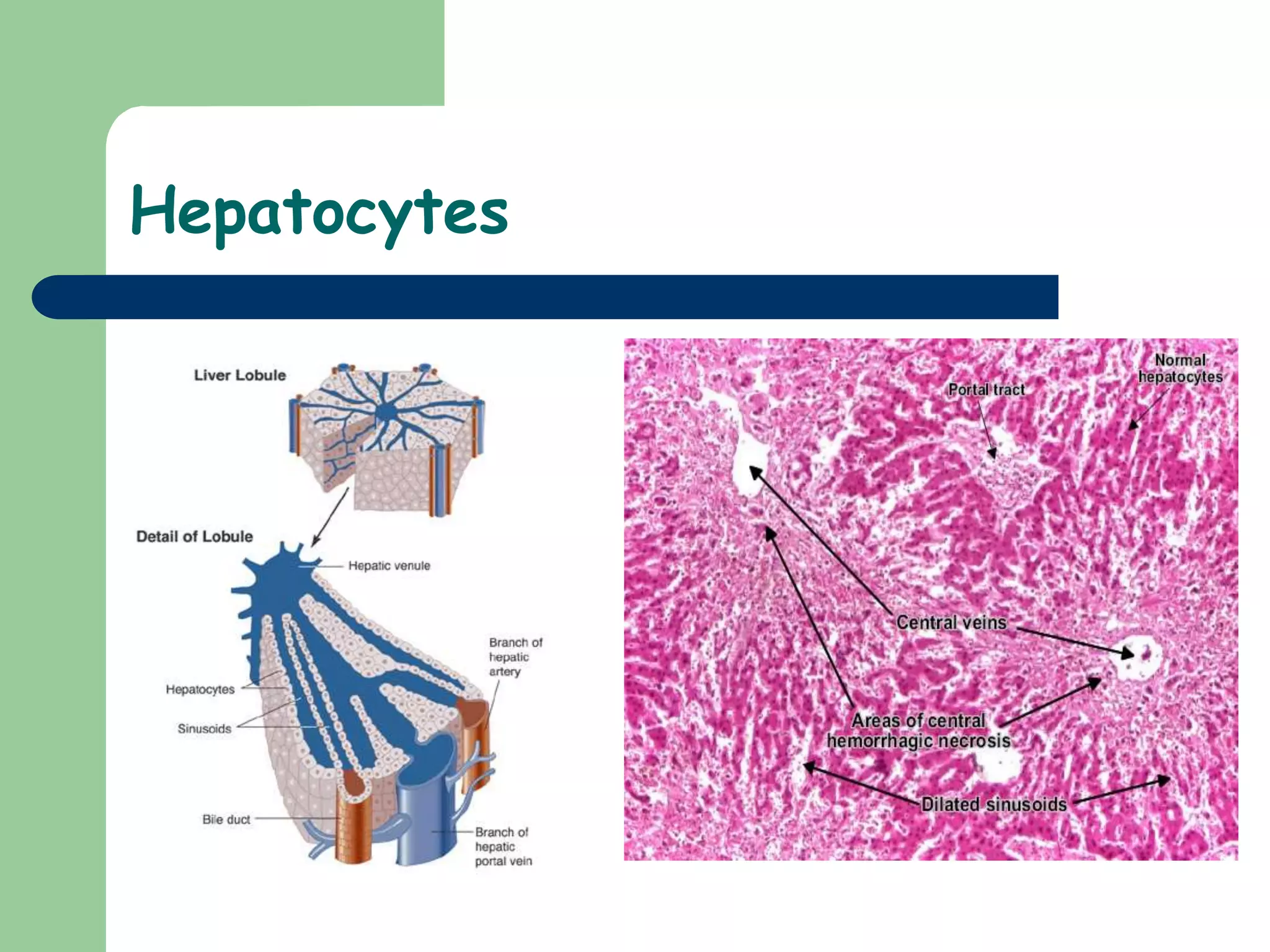 Hepatocytes
 