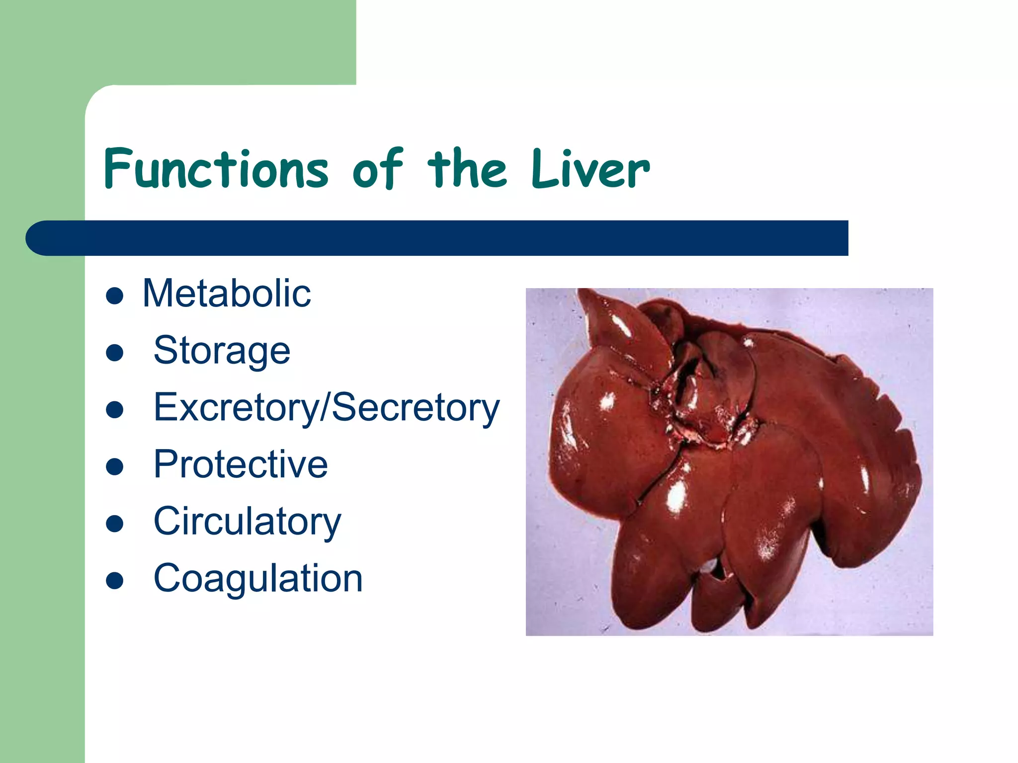 Functions of the Liver
 Metabolic
 Storage
 Excretory/Secretory
 Protective
 Circulatory
 Coagulation
 