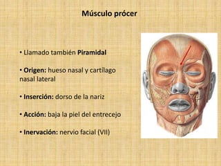 Procer musculos-cabeza-y-cuelloppt.ppt