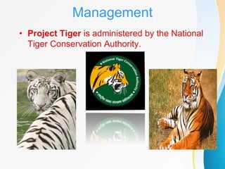 Project Tiger | PPTX
