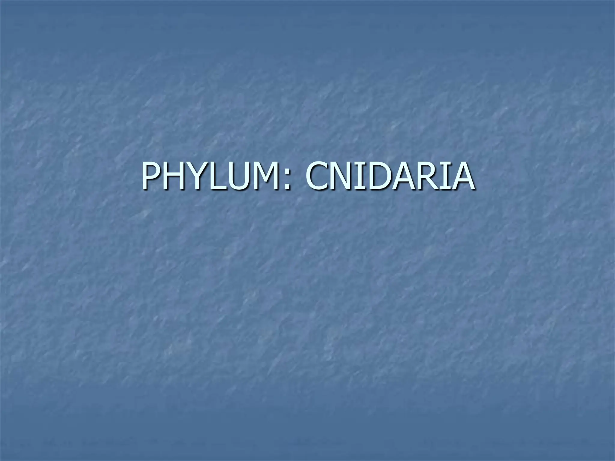 vdocuments.net_phylum-cnidaria-5696f5c22d3e6.ppt