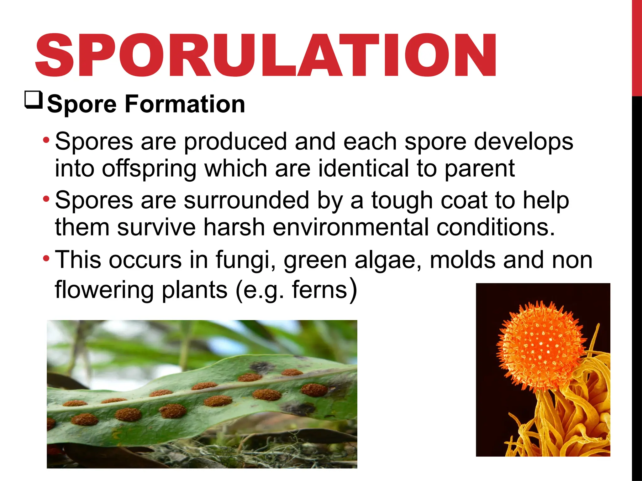 sexual-reproduction-vs-sexual-reproduction (1).pptx