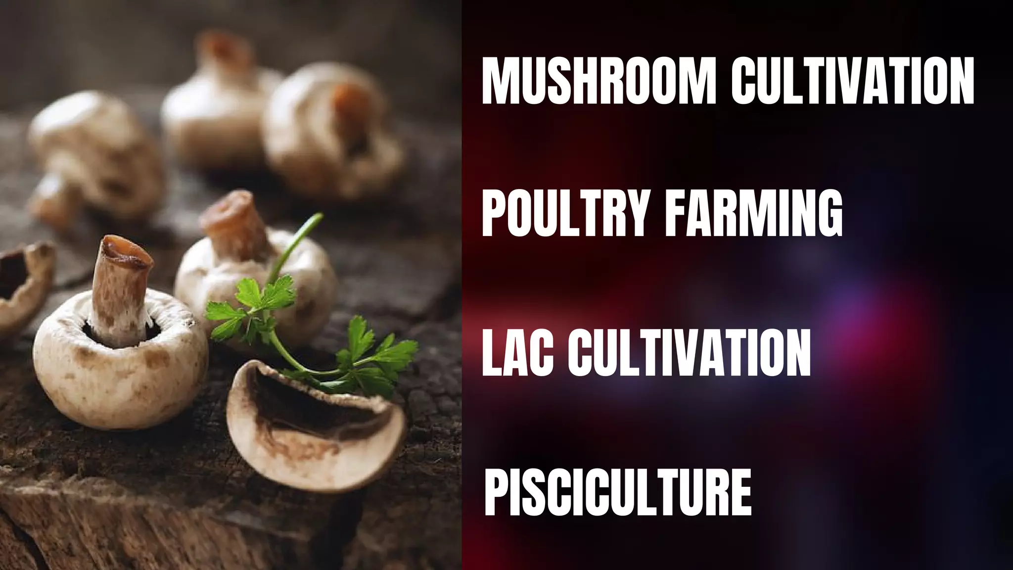 MUSHROOM CULTIVATION
POULTRY FARMING
LAC CULTIVATION
PISCICULTURE
 