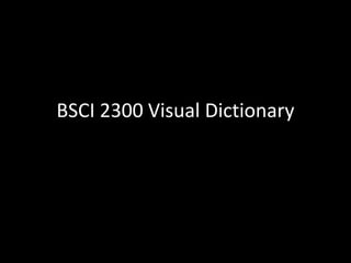 BSCI 2300 Visual Dictionary 