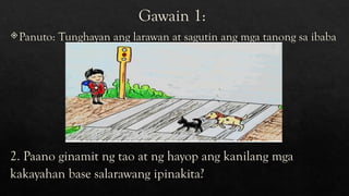 Gawain 1:
Panuto: Tunghayan ang larawan at sagutin ang mga tanong sa ibaba
2. Paano ginamit ng tao at ng hayop ang kanilang mga
kakayahan base salarawang ipinakita?
 