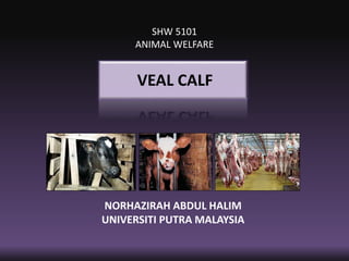 VEAL CALF
NORHAZIRAH ABDUL HALIM
UNIVERSITI PUTRA MALAYSIA
SHW 5101
ANIMAL WELFARE
 