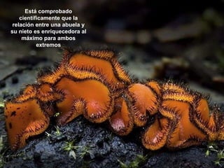 Está comprobado científicamente que la relación entre una abuela y su nieto es enriquecedora al máximo para ambos extremos 