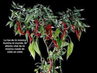La luz de tú música ilumina el mundo. El aliento vital de tú música rueda de cielo en cielo 