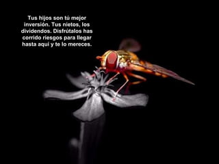 Tus hijos son tú mejor inversión. Tus nietos, los dividendos. Disfrútalos has corrido riesgos para llegar hasta aquí y te lo mereces. 