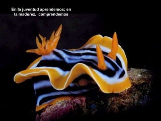 En la juventud aprendemos; en la madurez,  comprendemos 