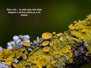 Dios mio… te pido que mis hijas lleguen a verme como yo a mi madre. 