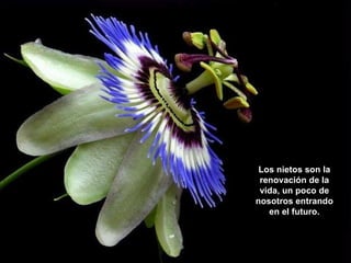 Los nietos son la renovación de la vida, un poco de nosotros entrando en el futuro. 